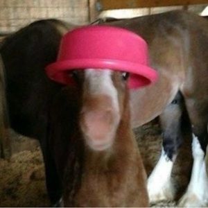 Meet your Posher, Dana